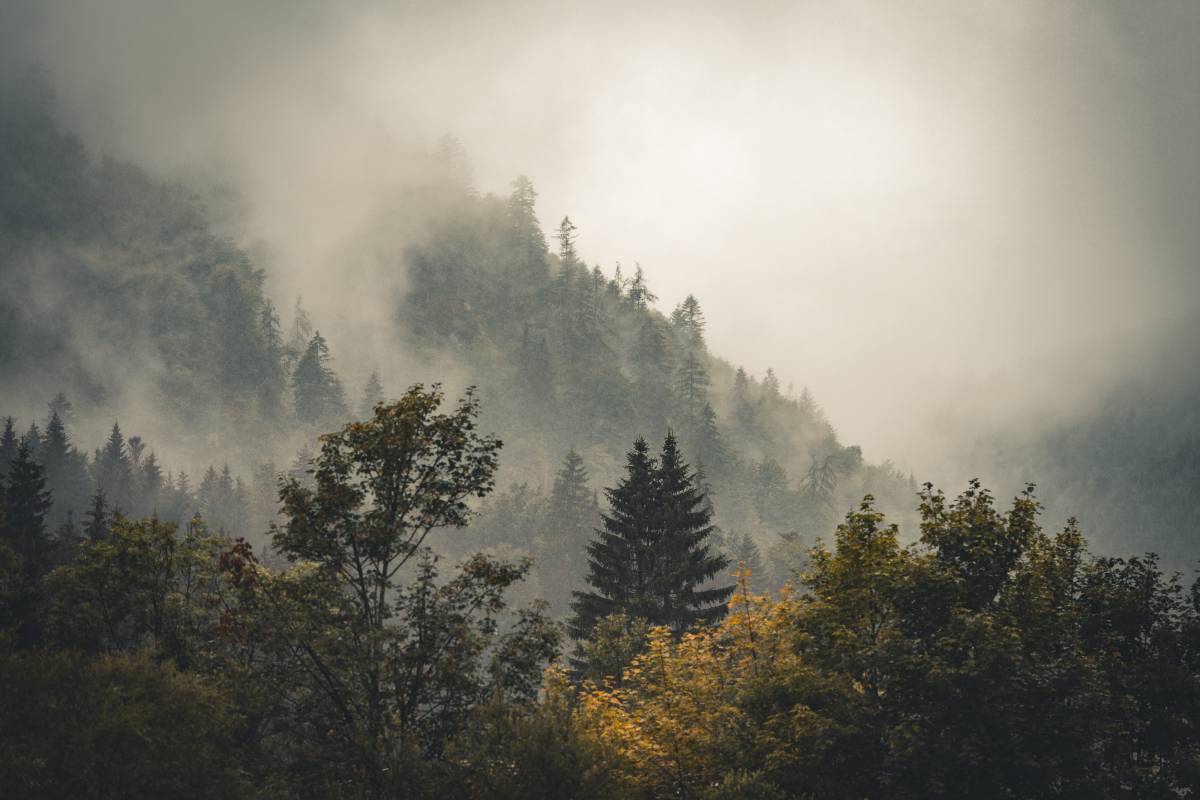 Nebel hängt über einem Wald