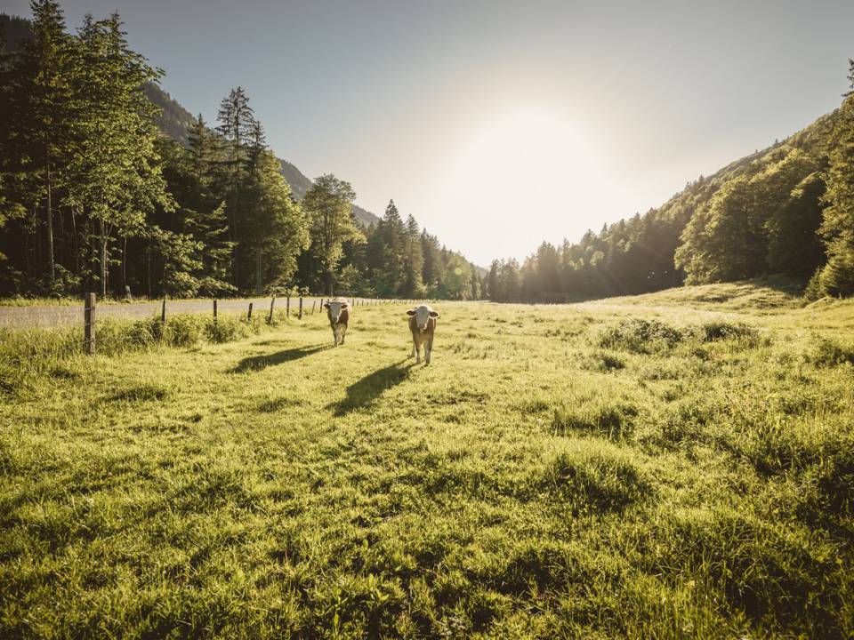 Naturaufnahme nahe des Wanderhotels in Bayern