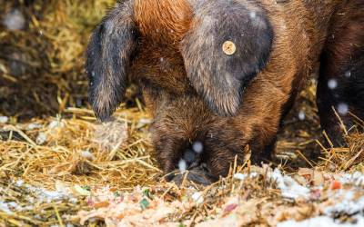 Ein kleines braunes Ferkel liegt im Heu