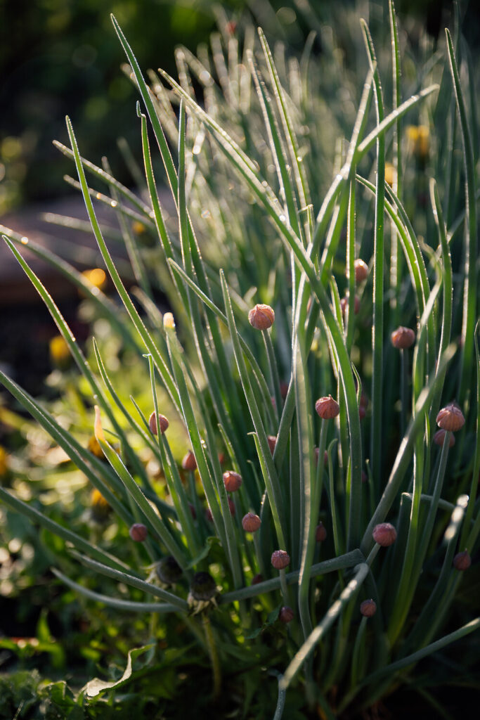 Lange, schlanke grüne Schnittlauchstängel mit runden violetten Blütenknospen wachsen in einem sonnenbeschienenen Garten dicht an dicht. Der Hintergrund ist mit Andeutungen von Grünzeug und Sonnenlicht verschwommen.
