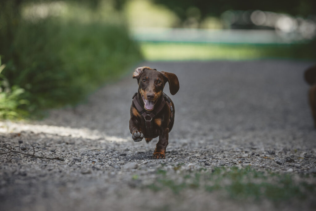 hotel reit im winkl hund 1